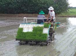 Tiếp tục hỗ trợ phát triển mô hình cấy lúa bằng máy 